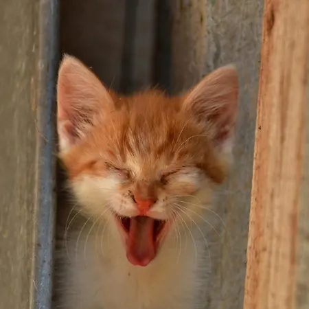 Staudach, 아파트 퓌겐베르크