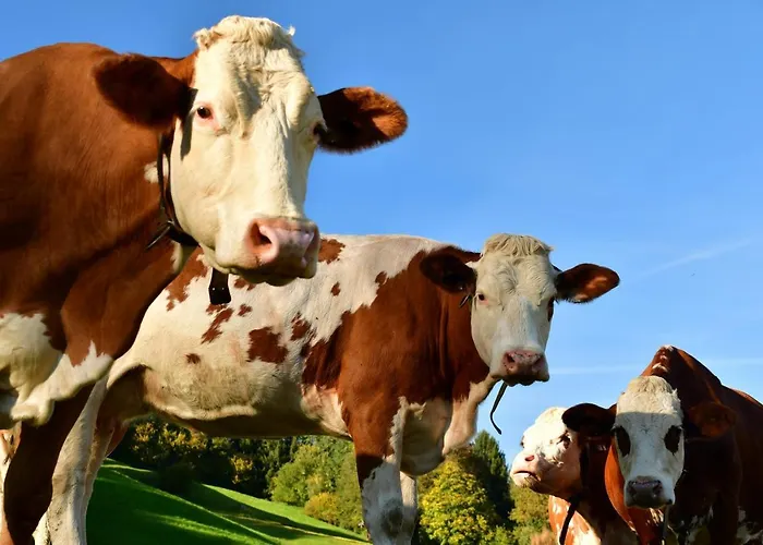 Staudach, Apartamento *