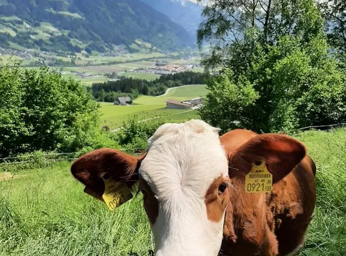 Staudach, Apartamento