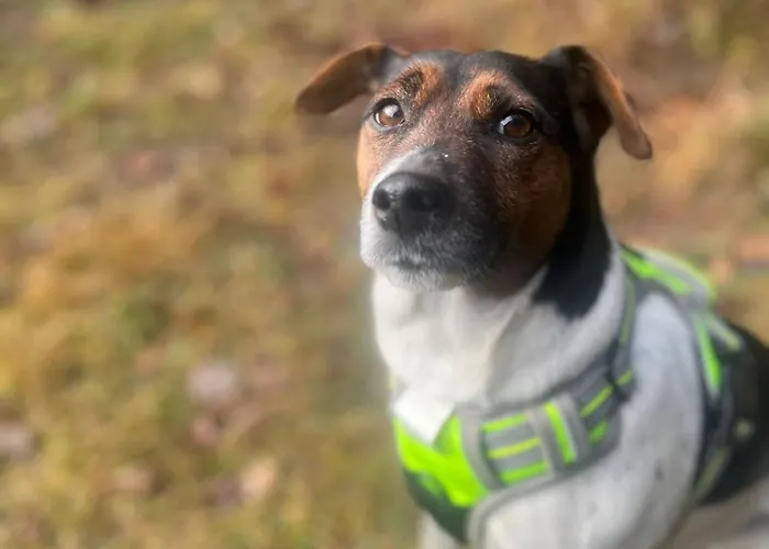 Staudach, Apartamento *